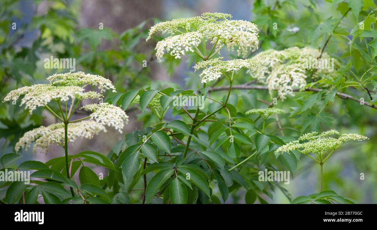 Splendidi fiori bianchi fioriscono su un sambuco nero americano (Sambucus canadensis) cespuglio in Tennessee in estate Foto Stock