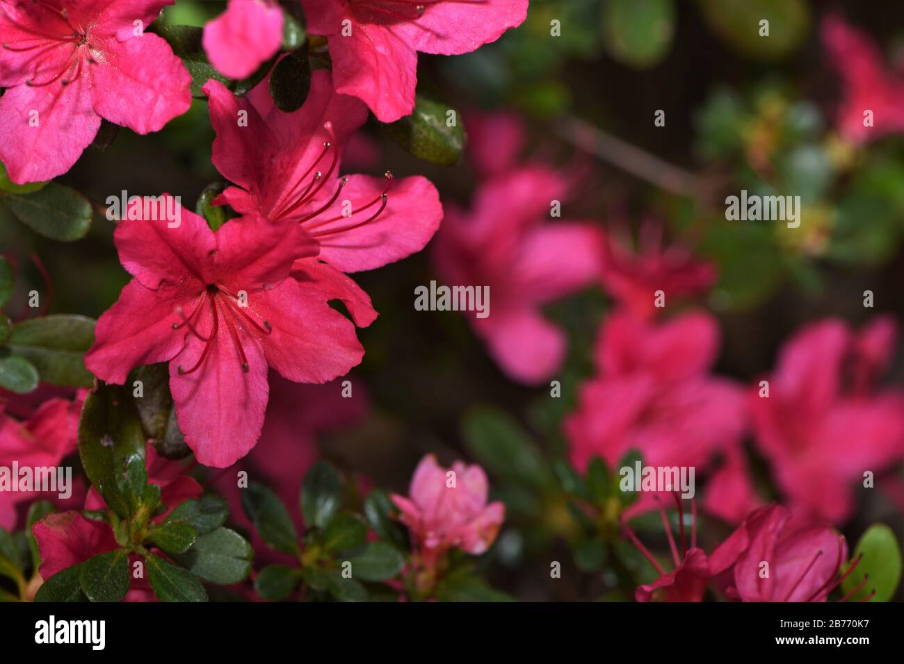 Una splendida macchia di azalea rosa profondo Foto Stock