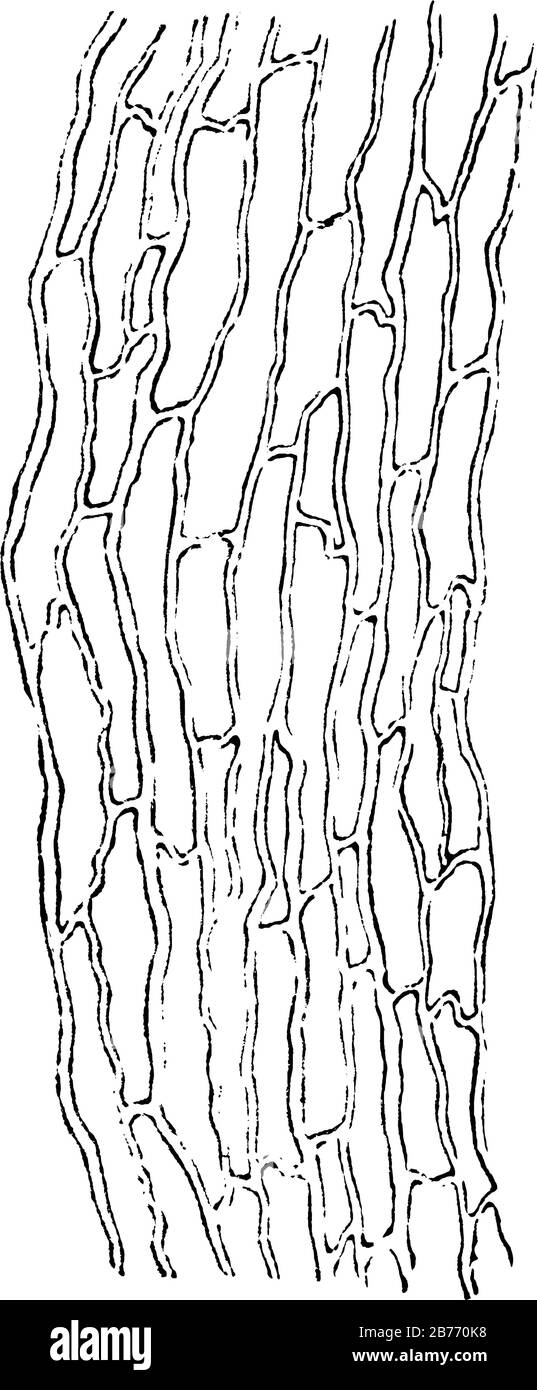 Vaso capillare iniettato del muscolo. Un capillare è un vaso sanguigno e manca del tessuto muscolare o elastico di altri vasi sanguigni, linea vintage drawi Illustrazione Vettoriale
