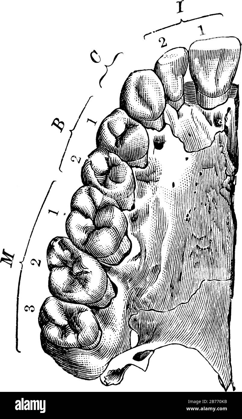 Le aree della bocca e della faringe dei vertebrati sono quelle in cui si trovano i denti e le ganasce, il disegno di linee vintage o l'illustrazione dell'incisione. Illustrazione Vettoriale