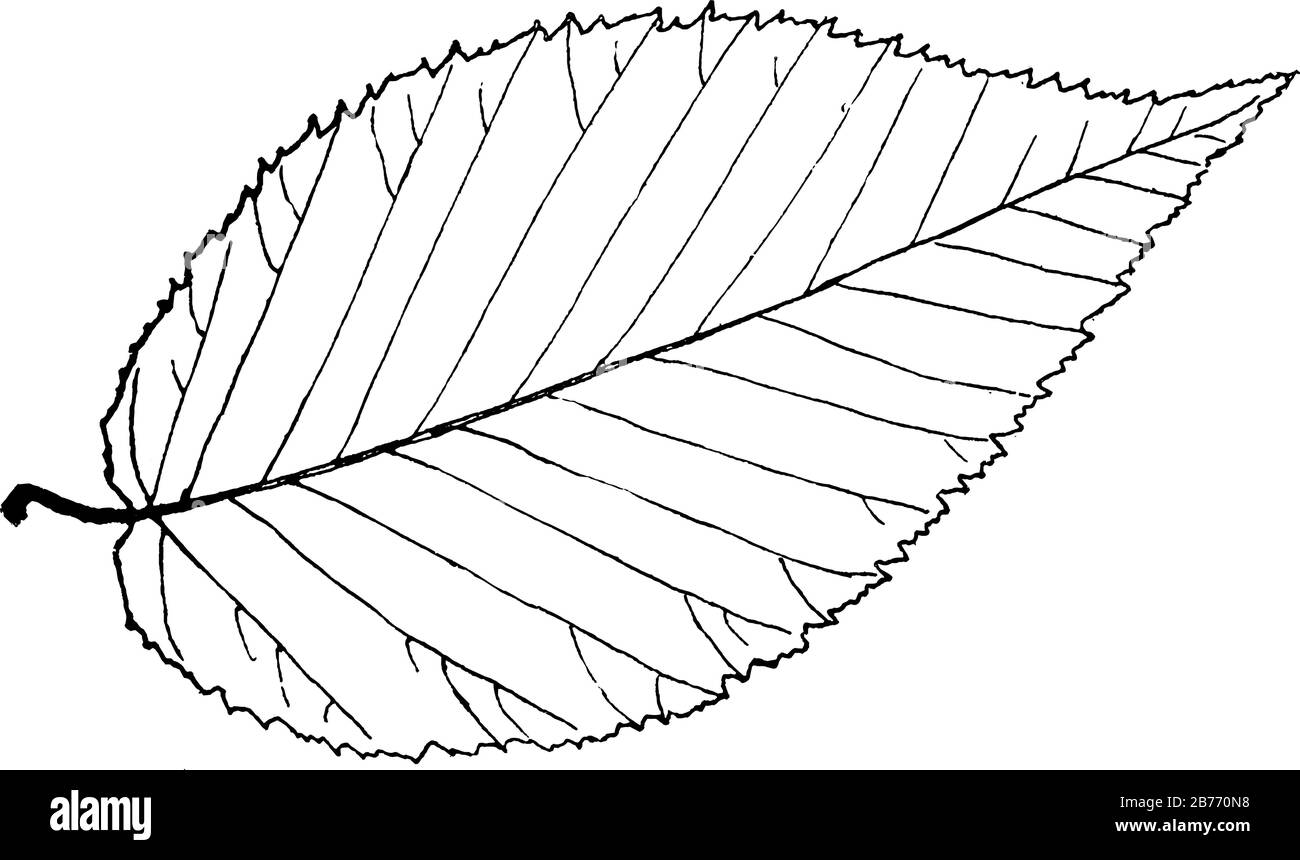 Foglie - semplici; alternate (spesso si alternano a coppie); bordi molto brusamente, disegualmente e piuttosto dentati grossolanamente. Contorno - a forma di uovo. Apice - appuntito, Illustrazione Vettoriale