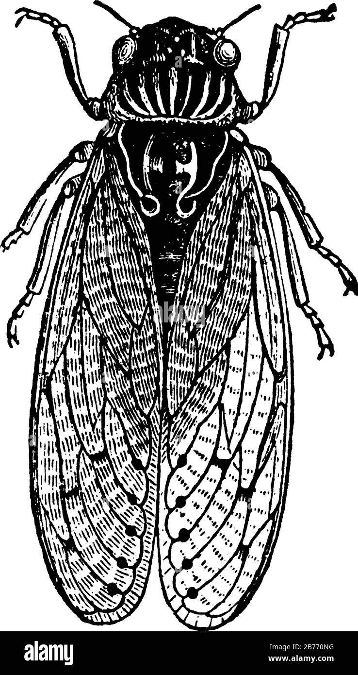 Grandi insetti con gli occhi prominenti si divaricano, antenne corte, ali frontali membranose e hanno una canzone eccezionalmente alta, prodotta nella maggior parte delle specie Illustrazione Vettoriale