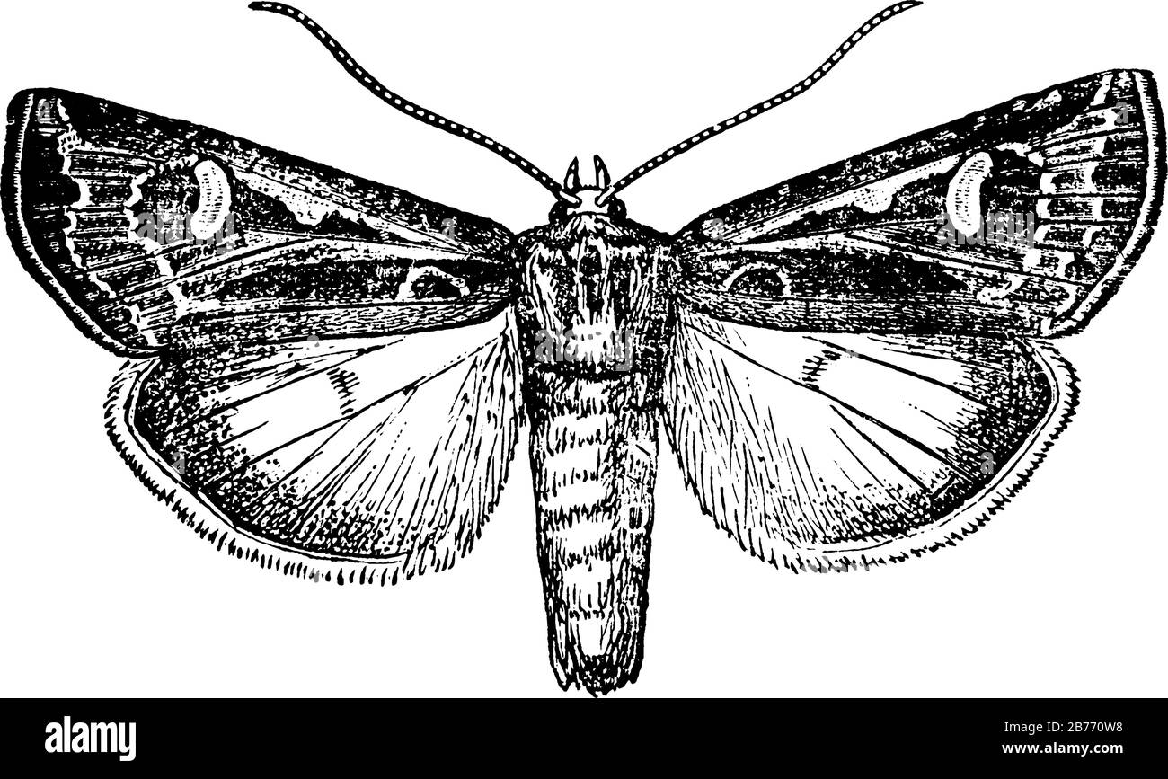 La falce matura della vite senza fine, che si nascondono sotto il suolo durante il giorno e escono al buio per nutrirsi di piante e taglia lo stelo o la semina, la menta Illustrazione Vettoriale