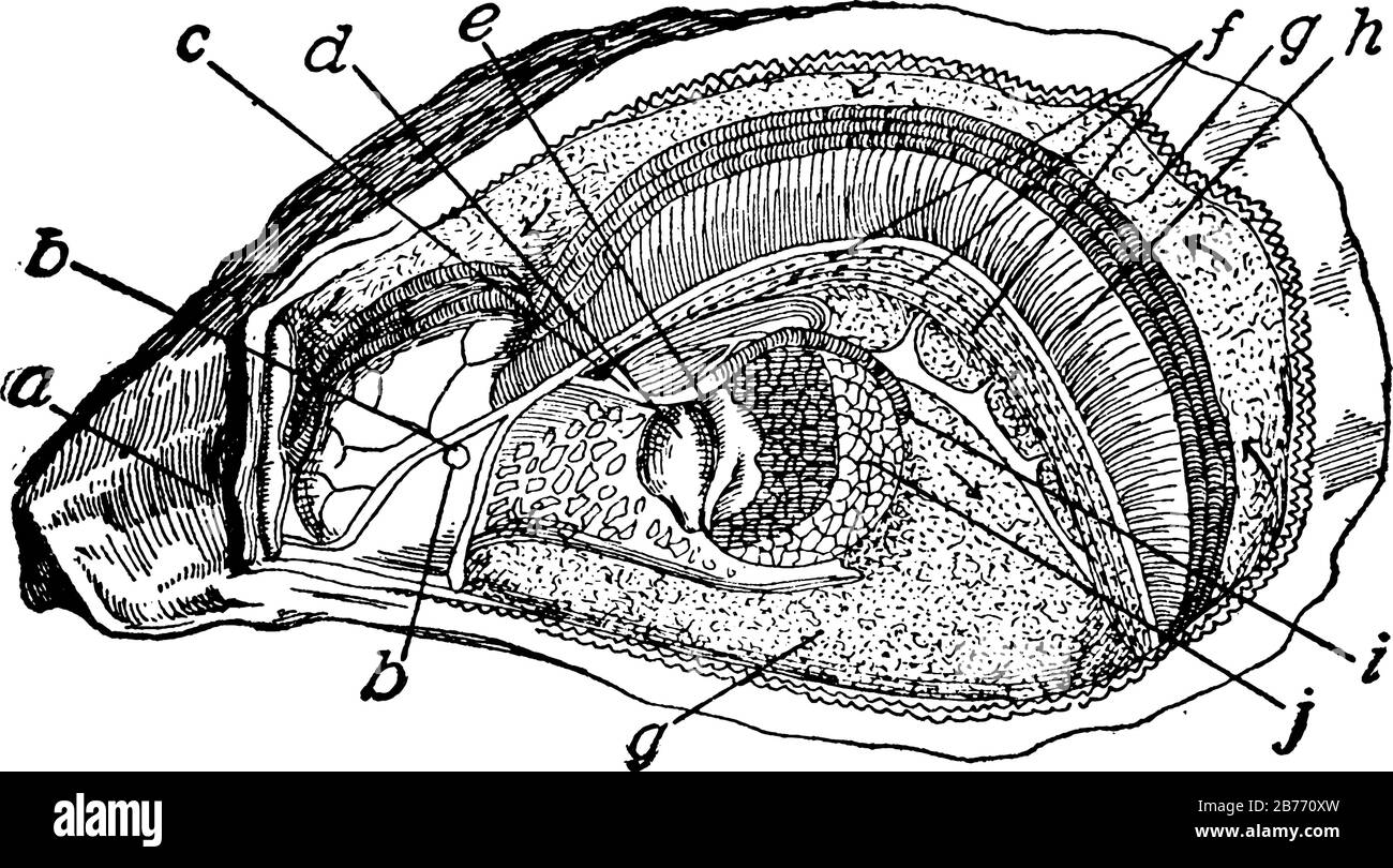 Un mollusco di acqua salata, altamente stimato come un articolo di cibo, che mostra tre diverse immagini di ostrica in esso, linea d'annata disegno o incisione Illustrazione Vettoriale