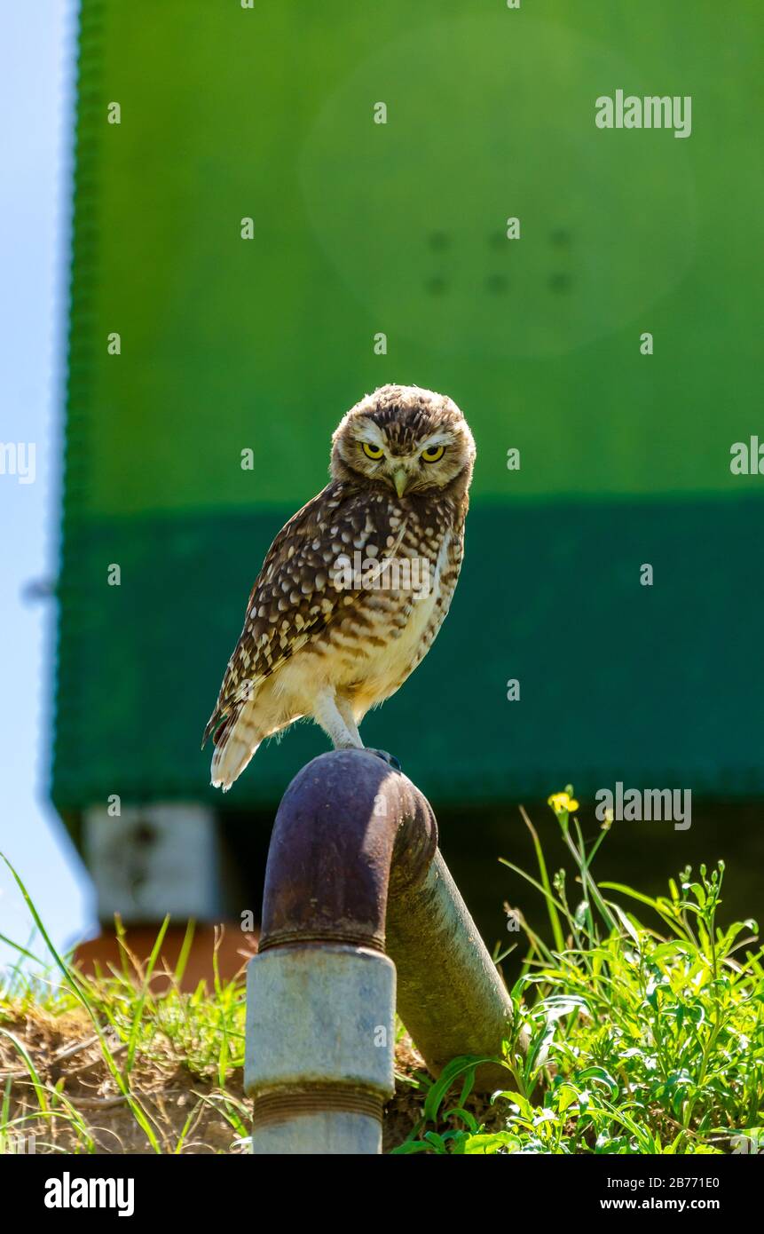 Tre piccoli gufi immagini e fotografie stock ad alta risoluzione - Alamy