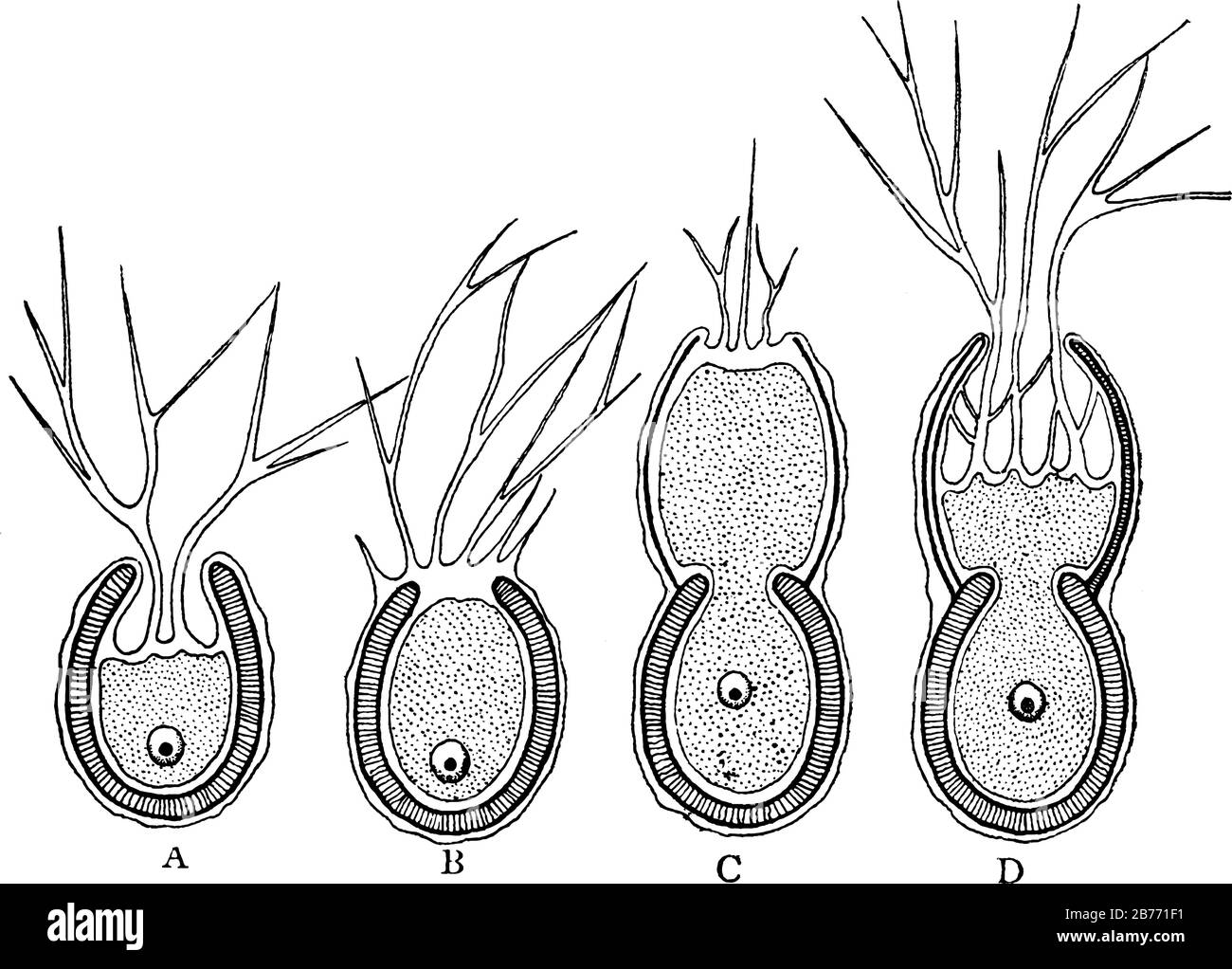 Rappresenta il pseudopodi in uscita e l'involucro del guscio da un sottile strato di protoplasma, il nucleo nel protoplasma centrale, LIN vintage Illustrazione Vettoriale