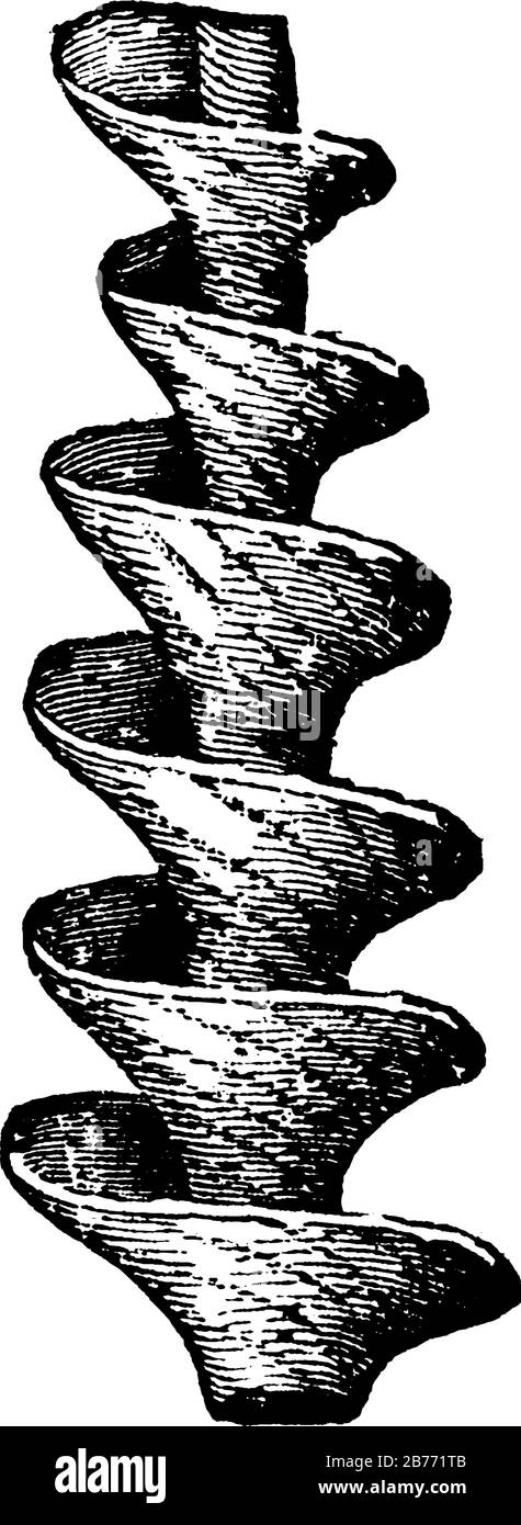 E' un'immagine di molluschi archimedes, sembra come la forma del tornado, in modo verticale, disegno o incisione a linee d'annata Illustrazione Vettoriale