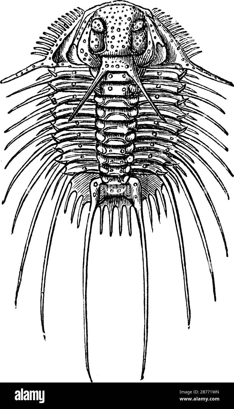 Qui è raffigurato un trilobito in forme spinose che si è evoluto fino alla fine del periodo Devoniano, Acidaspid Dufrenogi dalle rocce silurie di Boemia, vintag Illustrazione Vettoriale