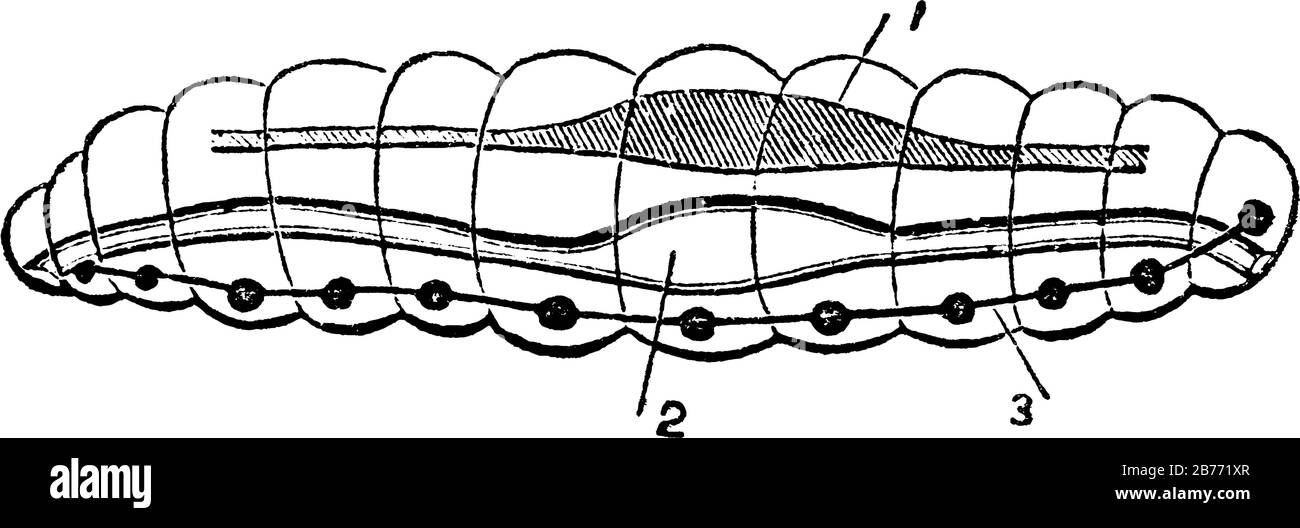 Un diagramma di un'annulosa che mostra il suo scheletro esterno composto da segmenti. Etichette: 1, sistema vascolare; 2, organi digestivi; 3, gangli, linea vintage Illustrazione Vettoriale