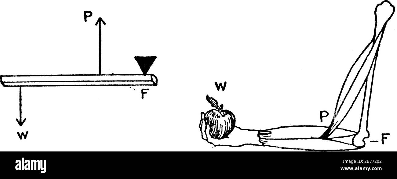 La leva della terza classe ha la potenza tra il peso e il fulcro. Una macchina per cucire, il tapis roulant e l'avambraccio sono alcuni dei suoi esempi, vintage Illustrazione Vettoriale La leva della terza classe ha la potenza tra il peso e il fulcro. Una macchina per cucire, il tapis roulant e l'avambraccio sono alcuni dei suoi esempi, vintage Illustrazione Vettoriale