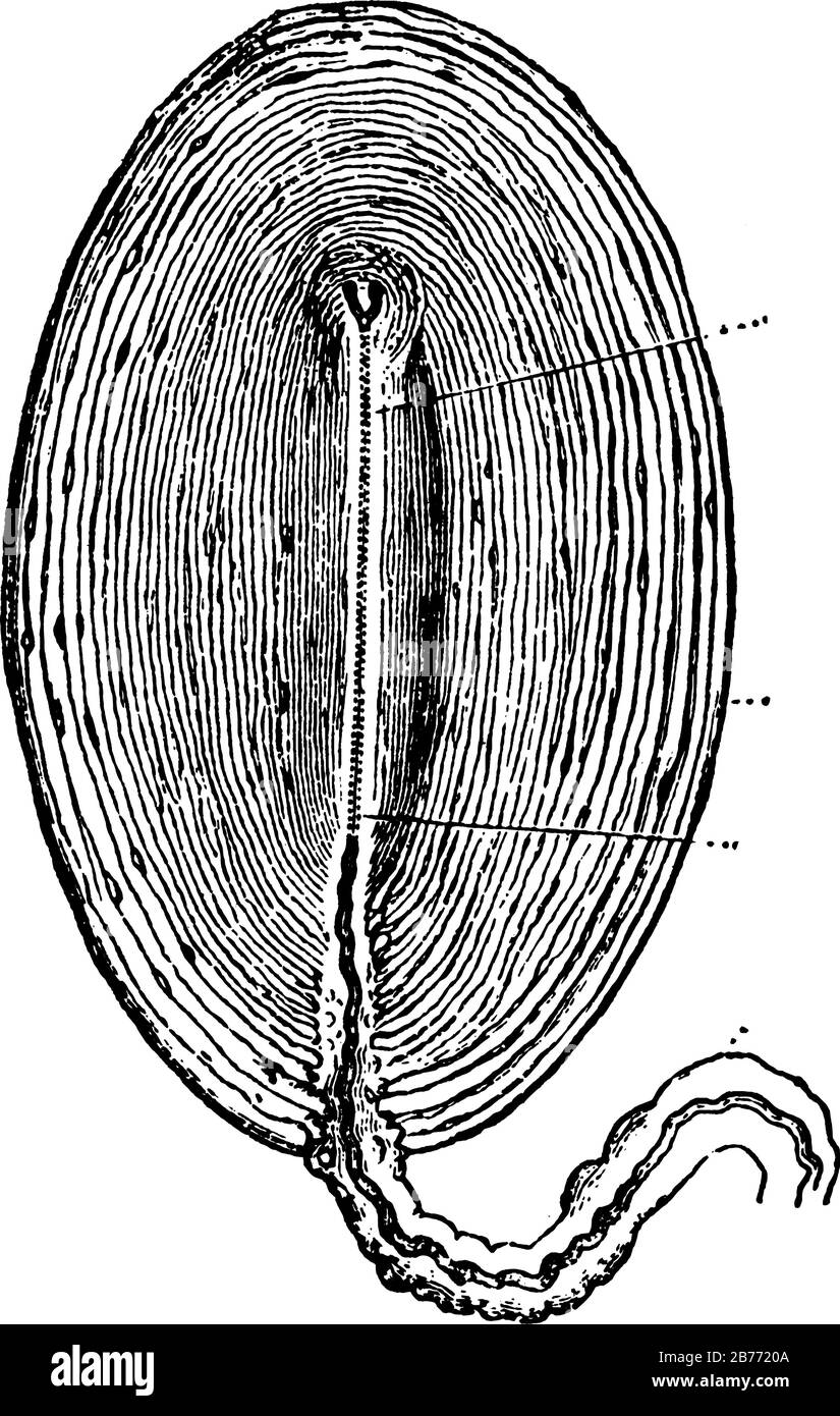 Immagine di un corpuscolo paciniano che sono recettori del dolore situati all'interno del corpo, specialmente nel tessuto connettivo che sostiene l'addome Illustrazione Vettoriale