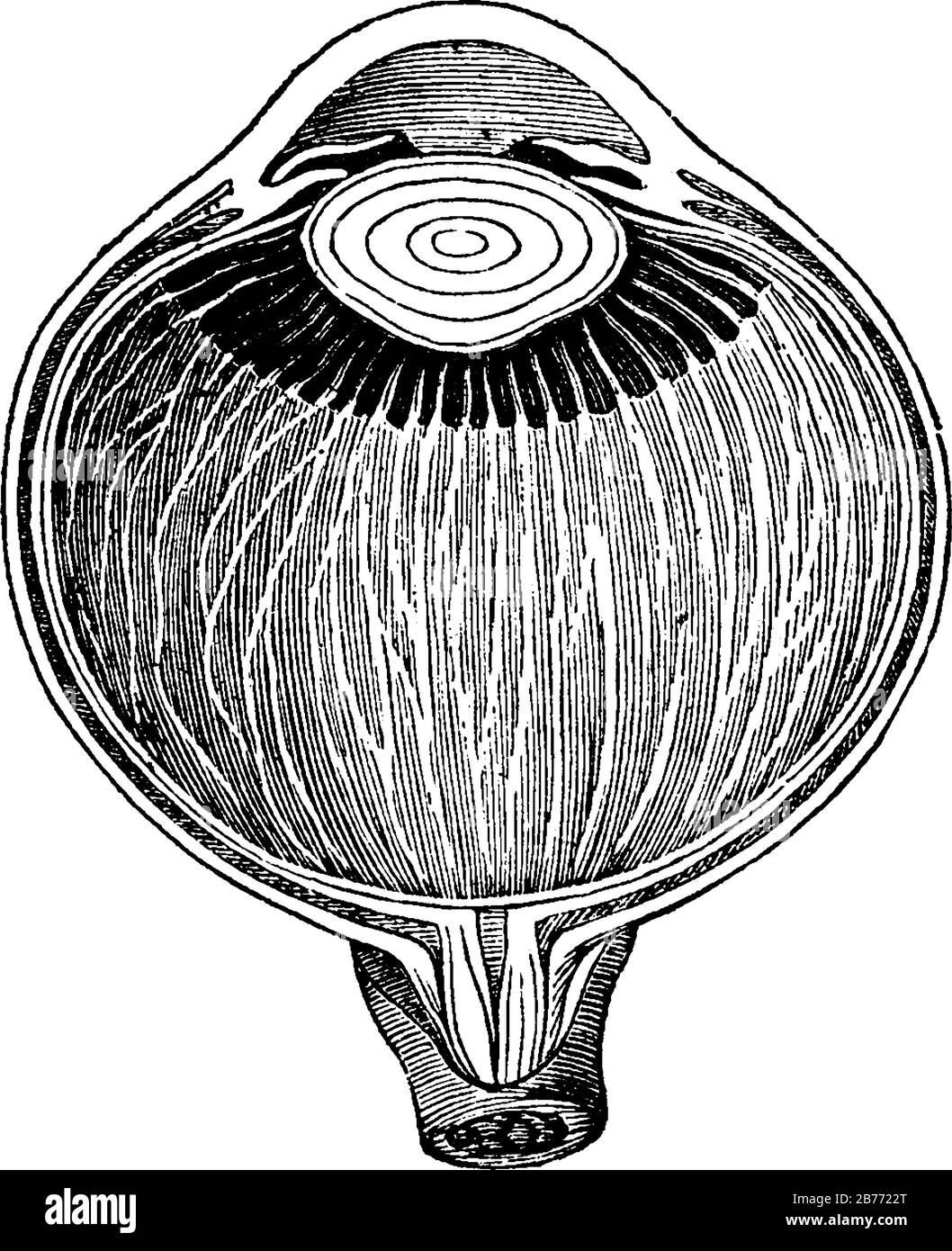 Sezione dell'occhio ingrandita, che mostra la lente cristallina nella sua situazione corretta, tra gli umori acquosi e vitrei. Mostra la sezione dell'ey Illustrazione Vettoriale