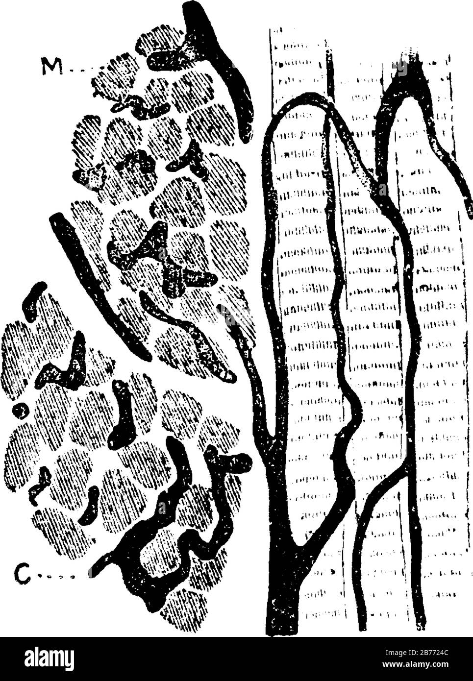 Tre fibre muscolari che corrono longitudinalmente, e due fasci di fibre in sezione trasversale, M, dalla lingua; i capillari; C, sono iniettati, v Illustrazione Vettoriale