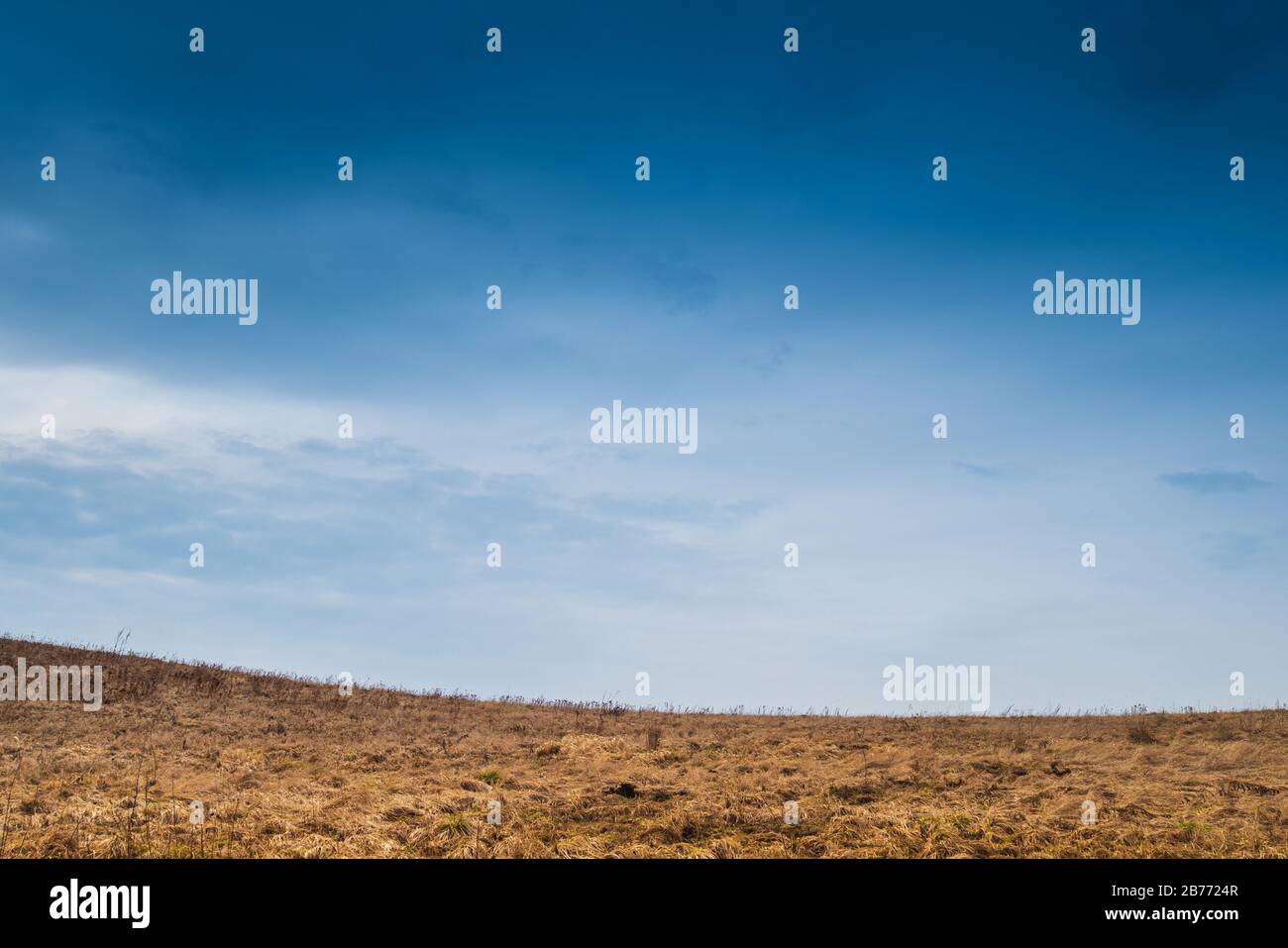 Bellissimo cielo blu e verde erba gialla. Foto Stock