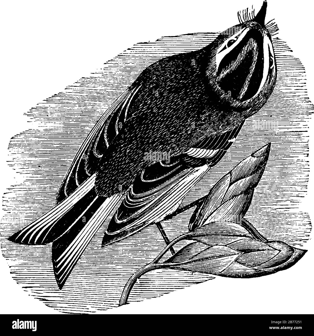 Il calice dorato (Regulus satrapa) è un piccolo uccello migratorio della famiglia Regulidae che vive in gran parte del Nord America, vinta Illustrazione Vettoriale