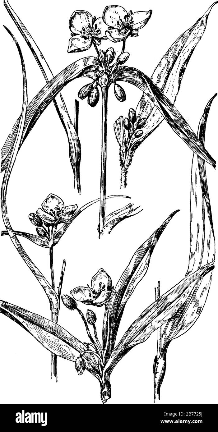 Fiori di campo della famiglia degli spiderwort (Tradescantia), in senso orario dall'alto: T. bratteata, T. pilosa, T. montana, T. brevicaulis, T. occidentalis, T. refl Illustrazione Vettoriale