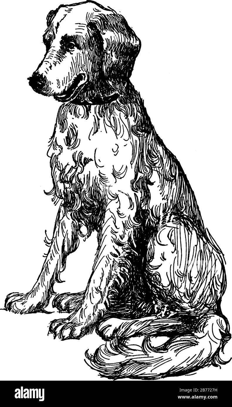 Un Golden Retriever seduta, la sua mostra un cane in tre diverse immagini in esso, mostra il singolo dag in tre immagini seduta in esso, linea vintage Illustrazione Vettoriale