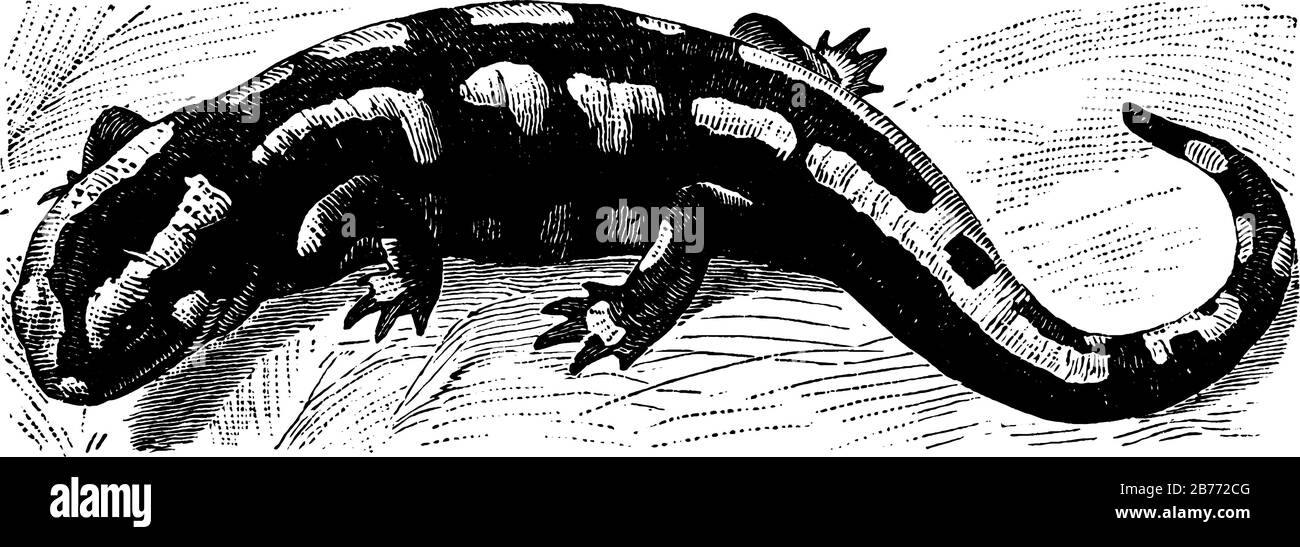 Un gruppo di anfibi, un aspetto lucertola, con corpi sottili, beccucci smussati, arti corti che sporgono ad angolo retto rispetto al corpo, e una coda, vi Illustrazione Vettoriale