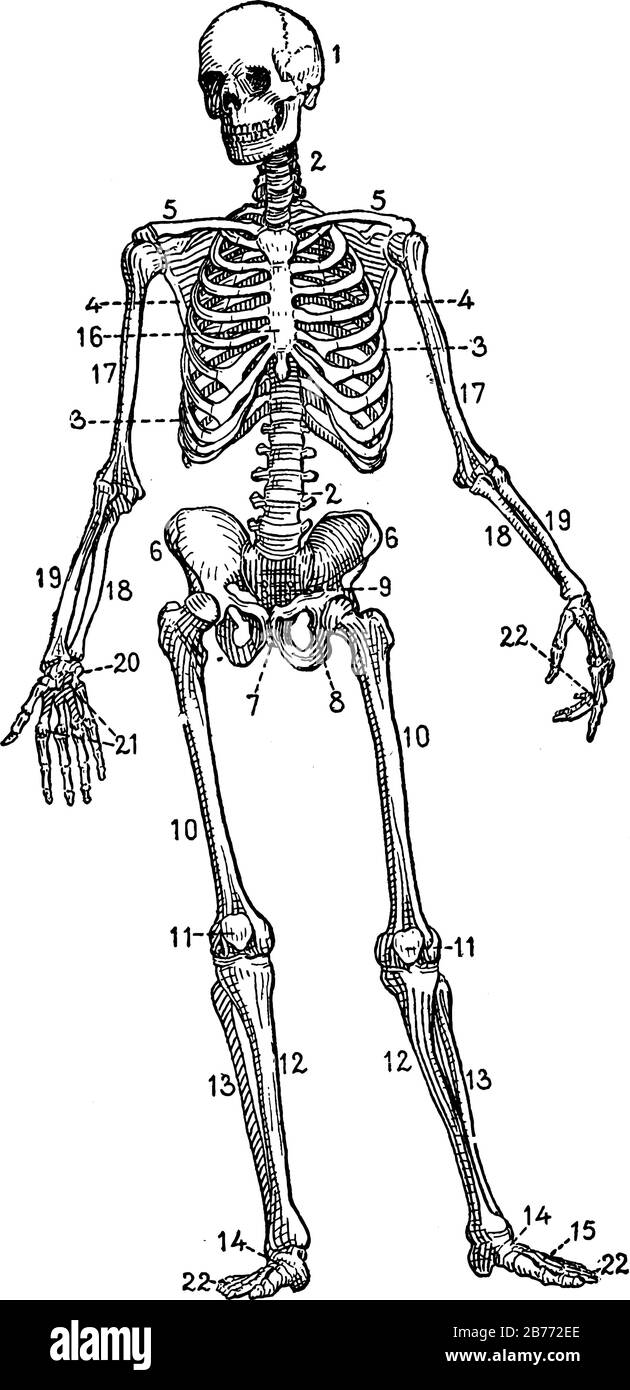 Lo scheletro umano. Mostra tre diverse dimensioni di immagini in cranio scheletro umano in esso, vintage linea disegno o incisione Illustrazione Vettoriale