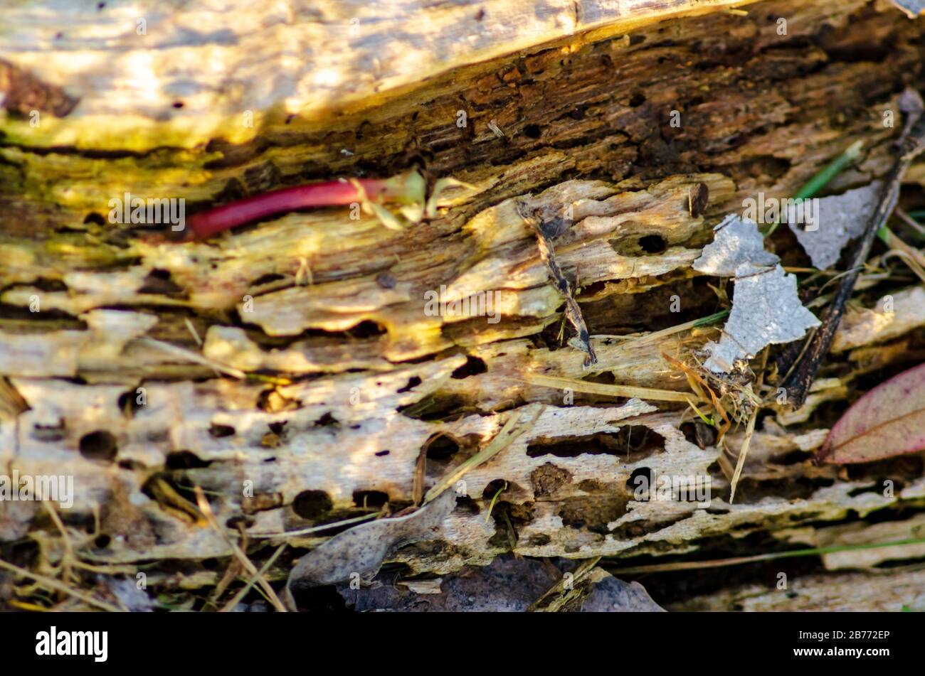Legno mangiato da formiche o termiti pieni di buchi Foto Stock