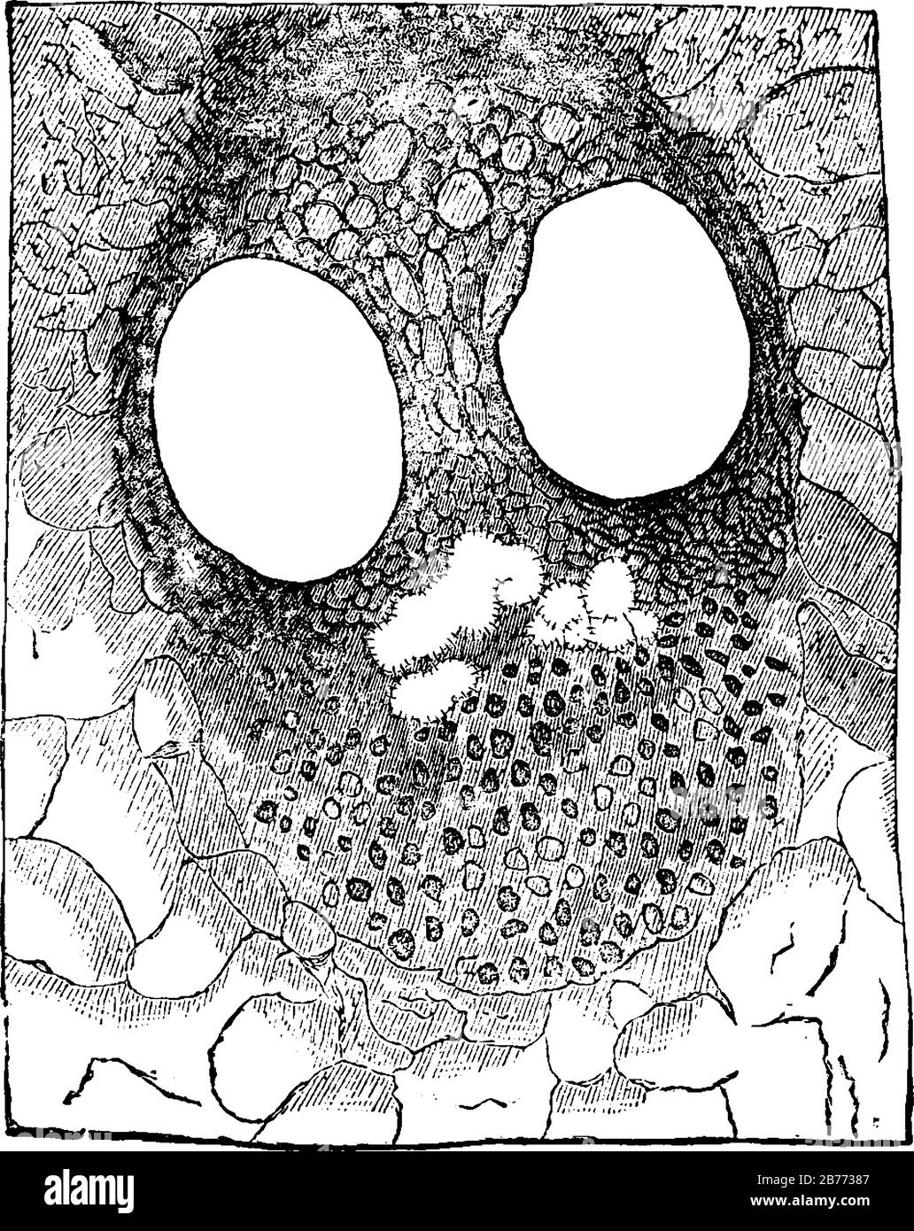 Il legno che è conservato nel record fossile. Qui sono mostrate le microscopiche sezioni di legno fossile, da Scarborough, linea d'epoca disegno o Engr Illustrazione Vettoriale