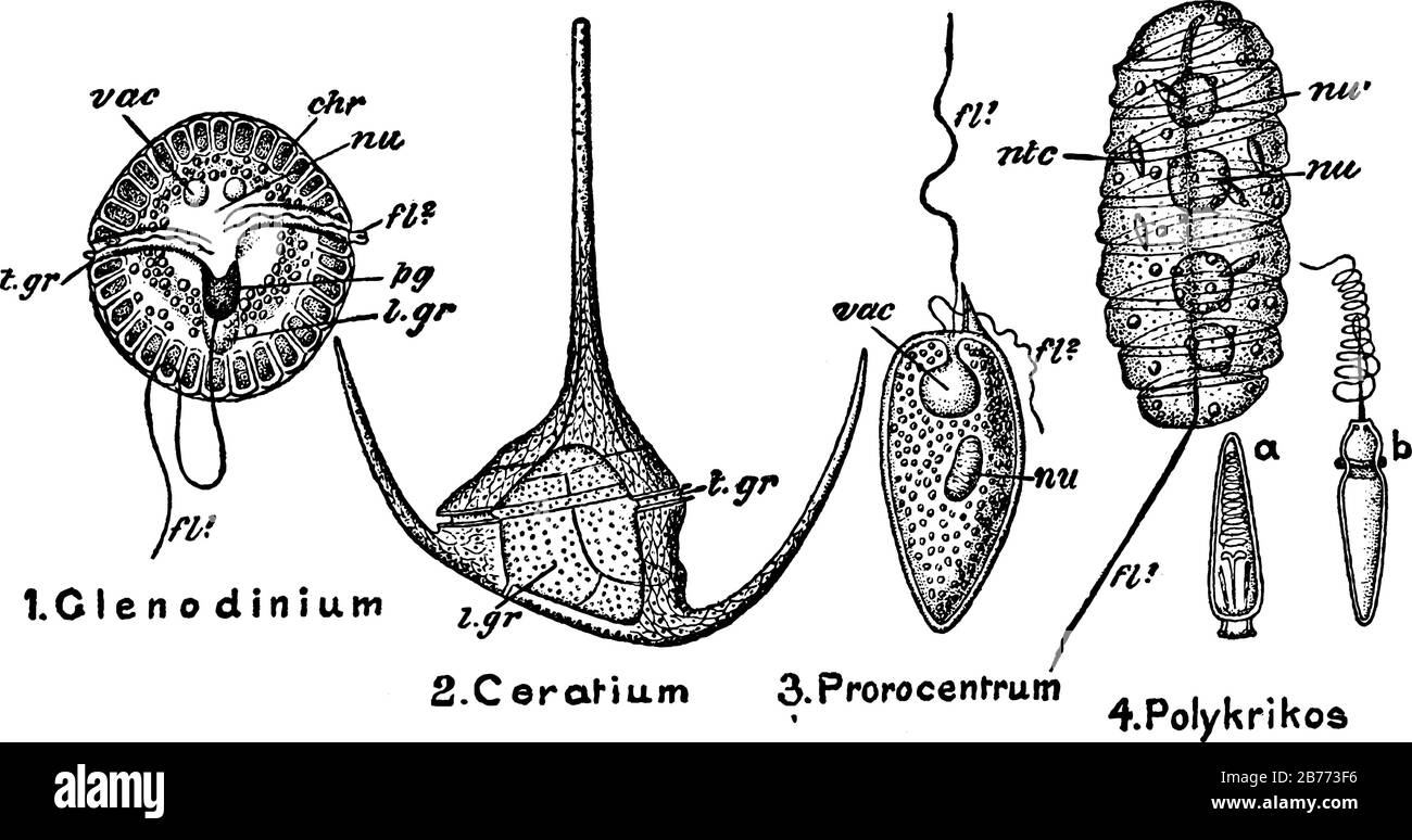 Etichette: 1. Glenodinium; 2. Ceratium; 3. Prorocentrum; 4. Polykrikos; 4a è una capsula d'incuneamento non scaricata; e b una capsula d'incuneamento scaricata; e altri, li vintage Illustrazione Vettoriale