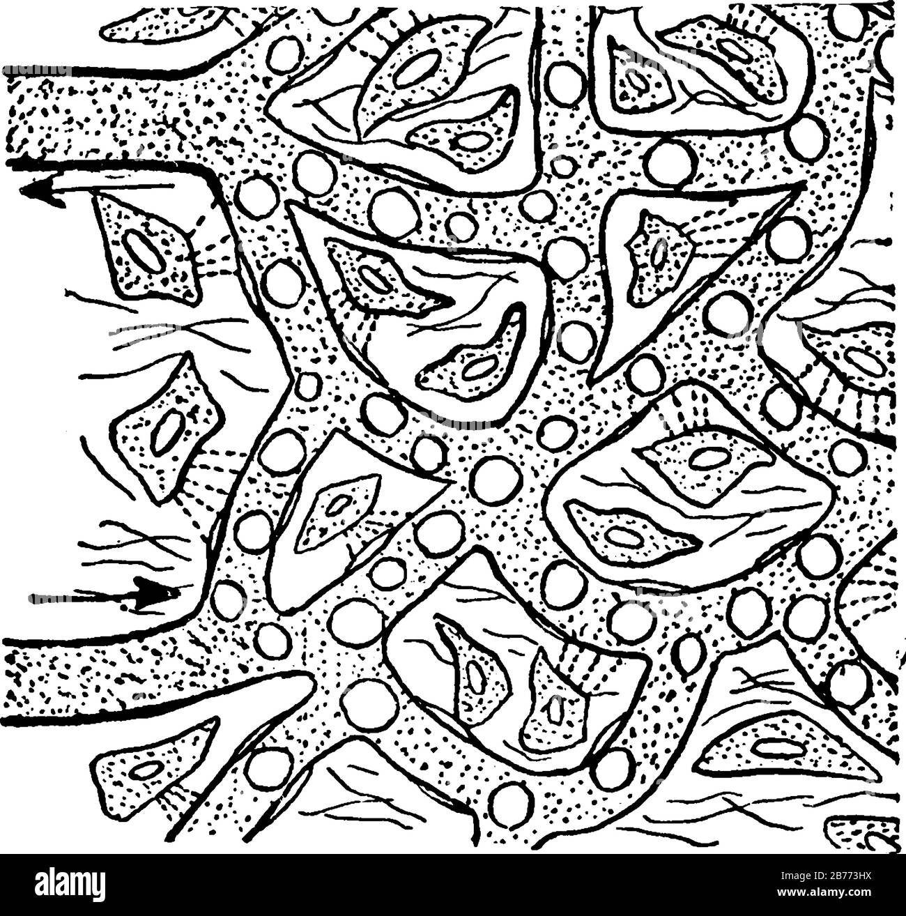 Plasma sanguigno, una componente liquida giallastra del sangue che normalmente contiene le cellule del sangue, passando fuori del capillare per alimentare le cellule del corpo, linea vintage Illustrazione Vettoriale