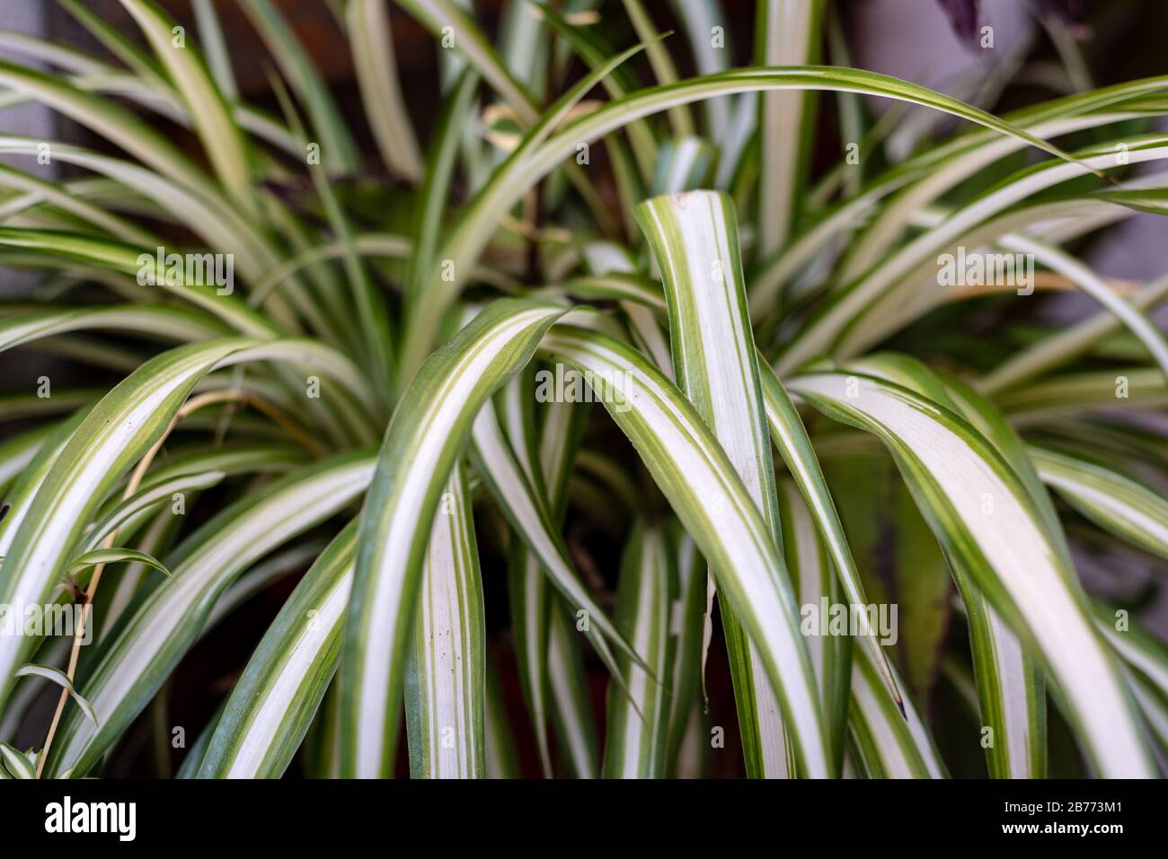 Primo piano di una pianta Spider, di una pianta Ribbon o di un clorofitum comosum Foto Stock