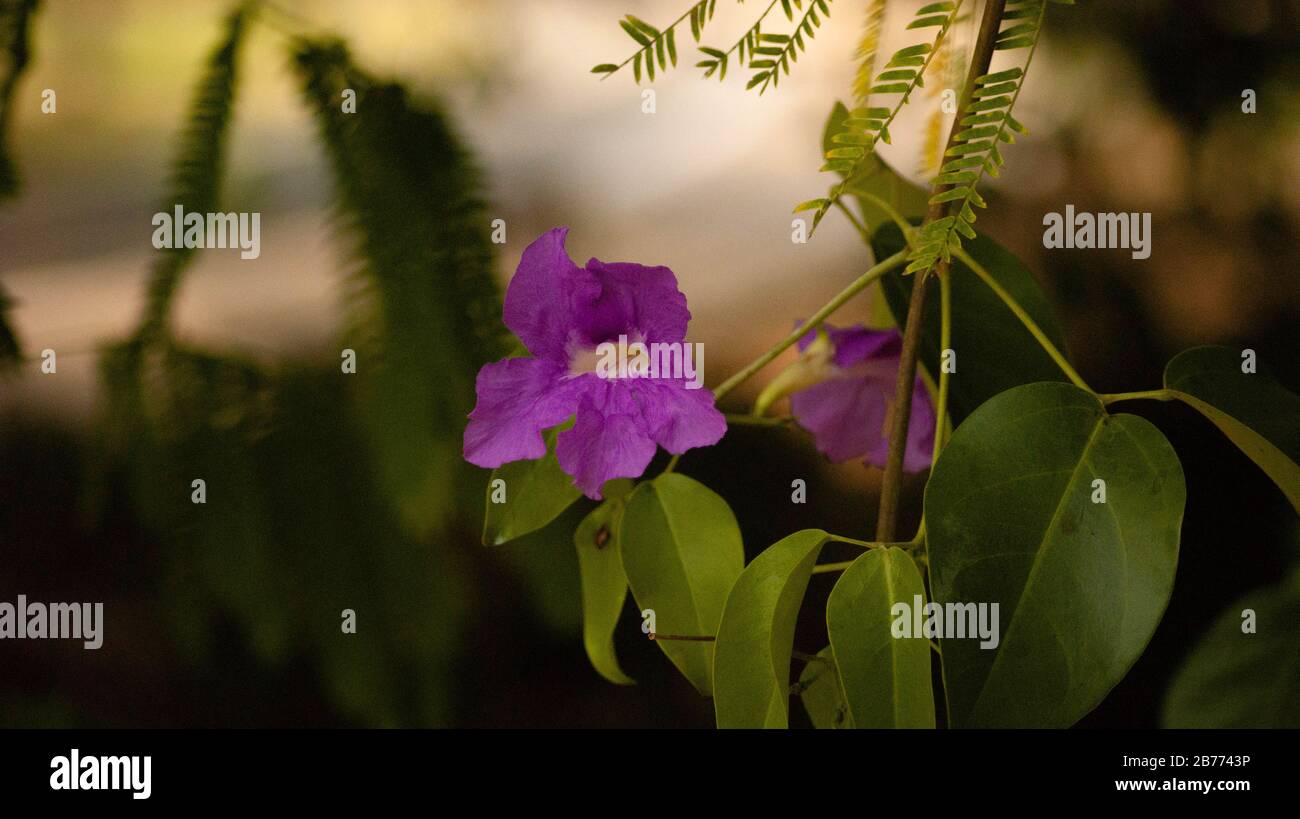 flores naturales Foto Stock