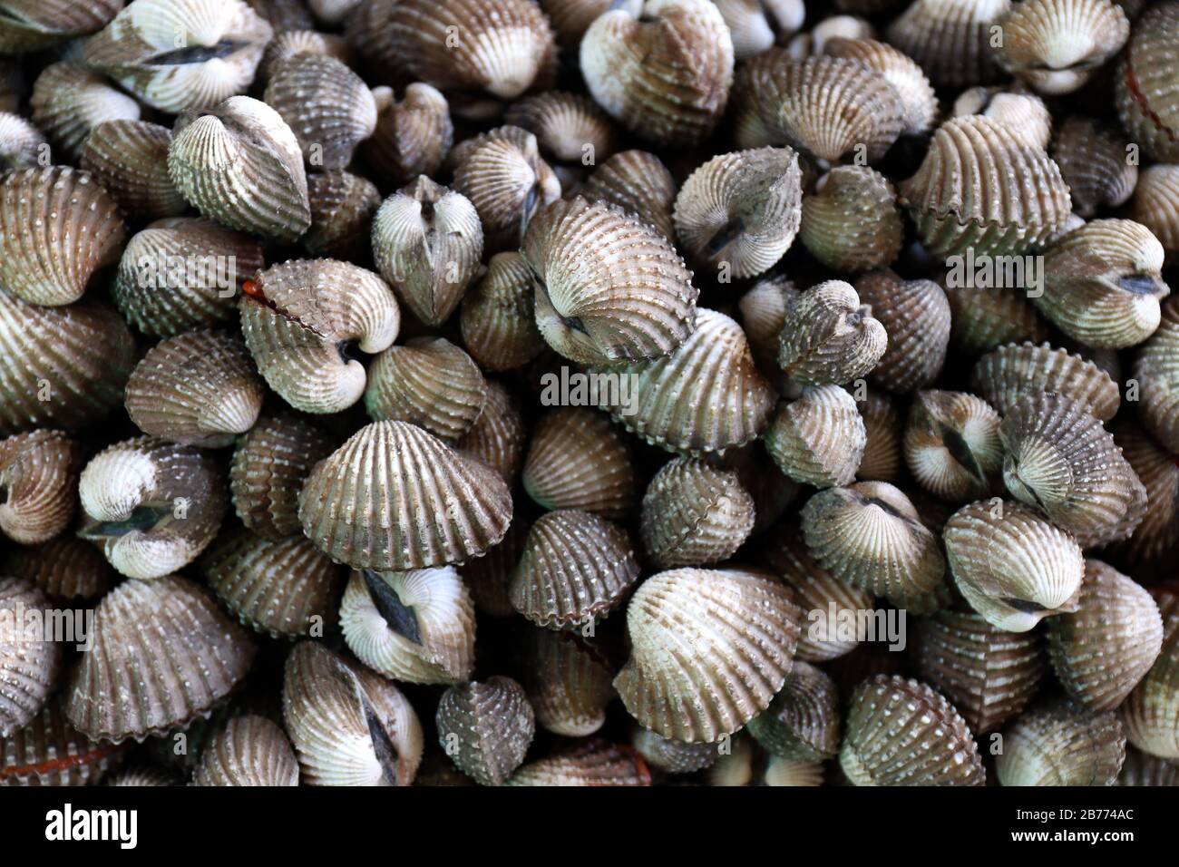 galli frutti di mare, mucchi di sangue fresco of​ vista dall'alto, galli o scallop pesce crudo fresco, gusci di galli in vendita nel mercato Foto Stock