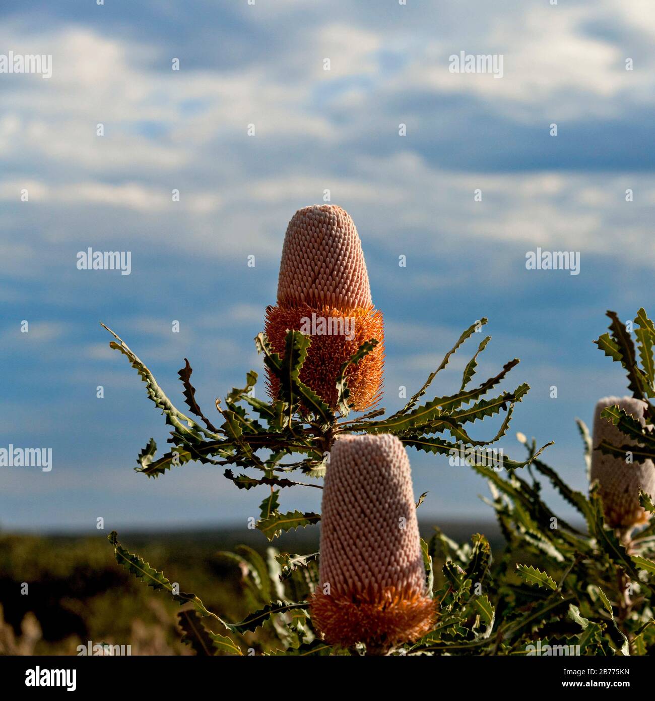 Fioritura Banksia wildflower ( Banksia menziesii ), Australia Occidentale Foto Stock