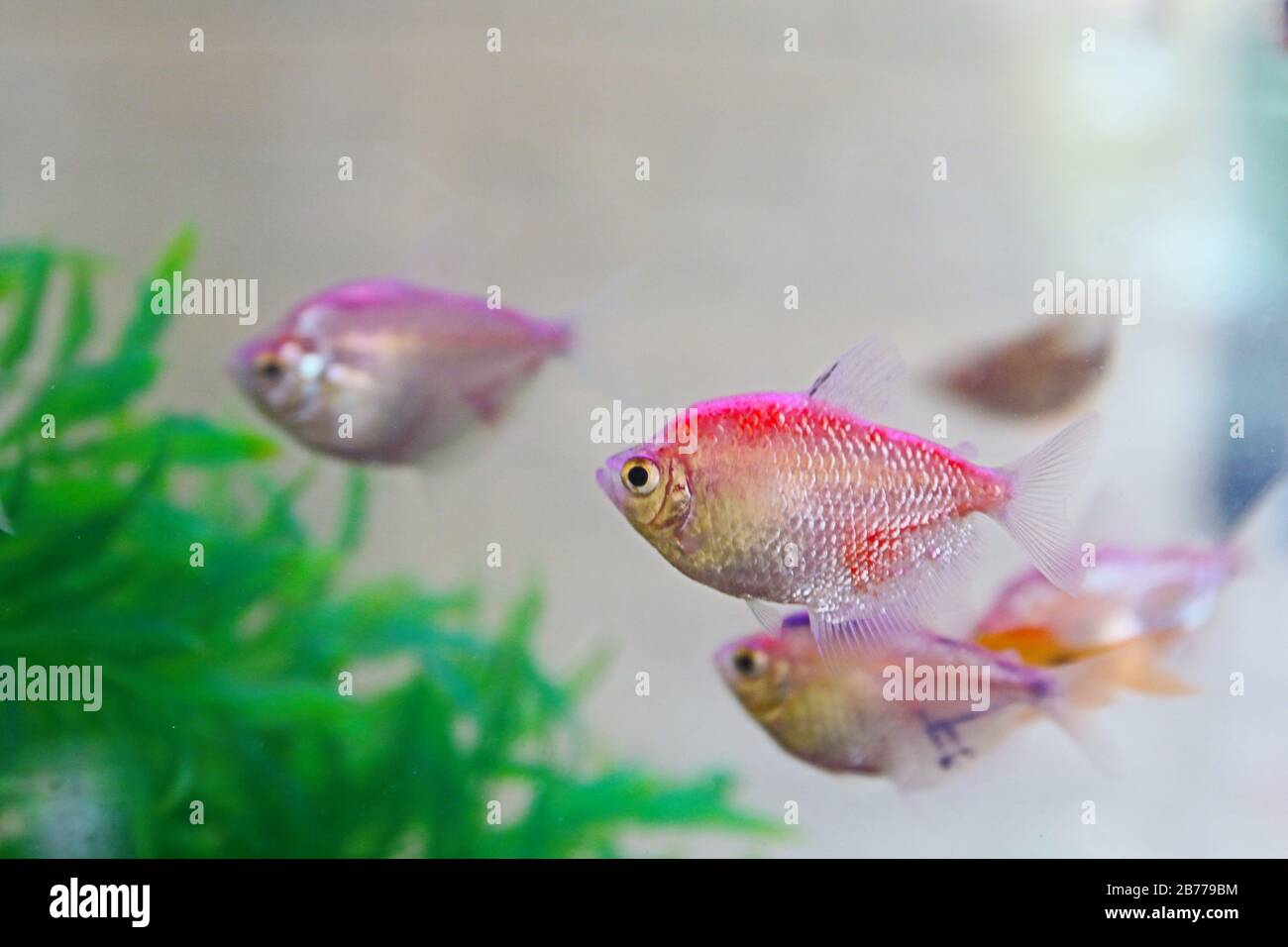 Tutte le belle e colorate specie di pesci Discus in pesci acquario, portati  a noi dalle acque del Amazon Foto stock - Alamy