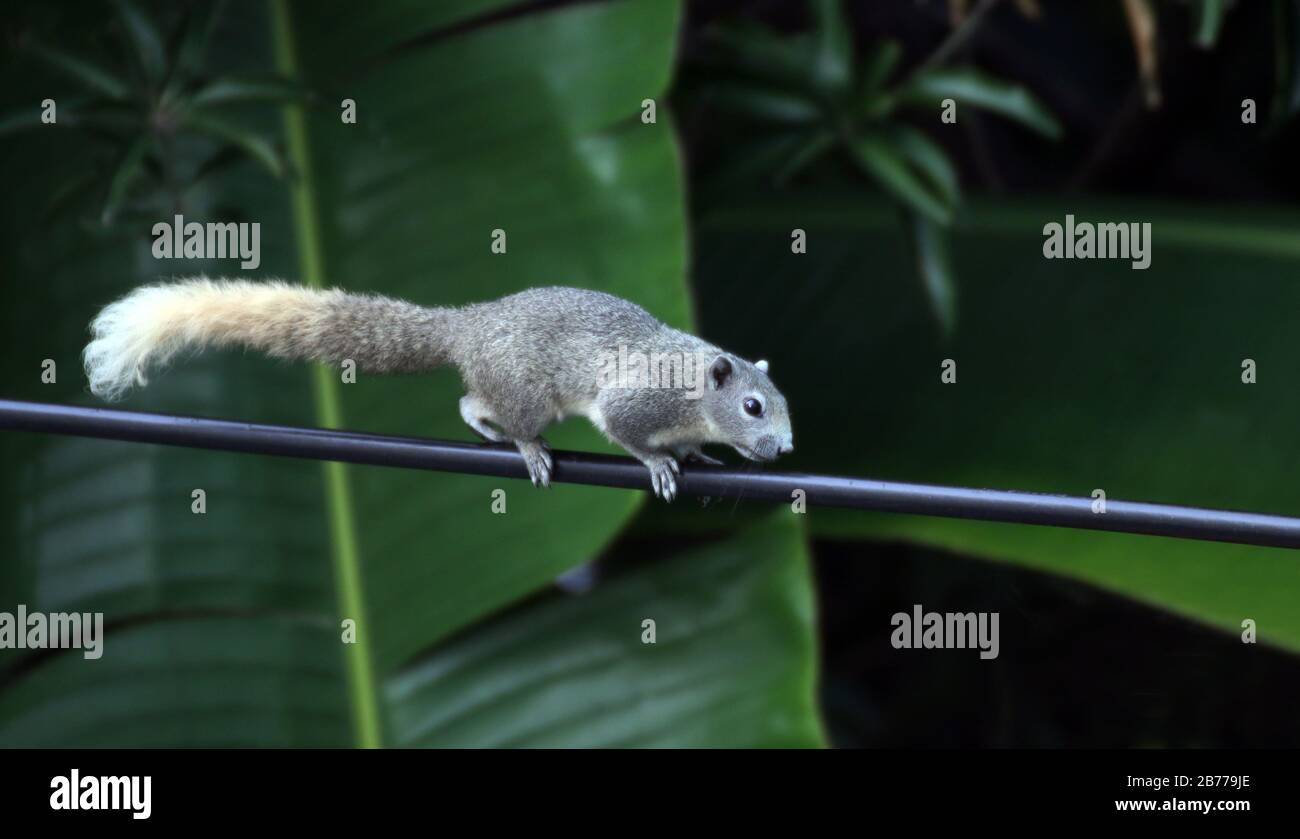 asia scoiattolo, chippmunk camminare o correre lento salita linee elettriche al mattino Foto Stock