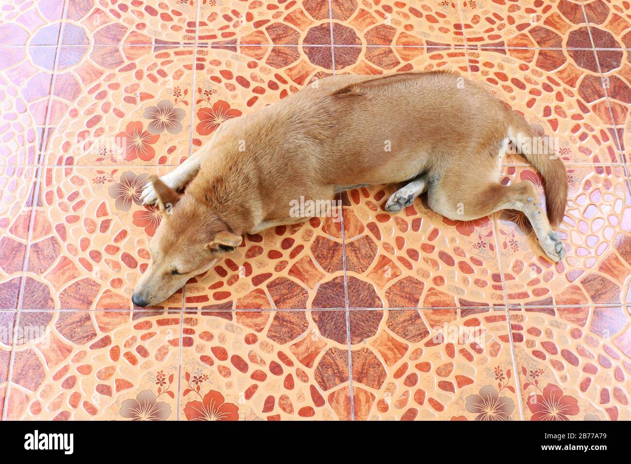 Il cane Ridgeback marrone asian Thai dorme Vista dall'alto sul pavimento in cemento Foto Stock
