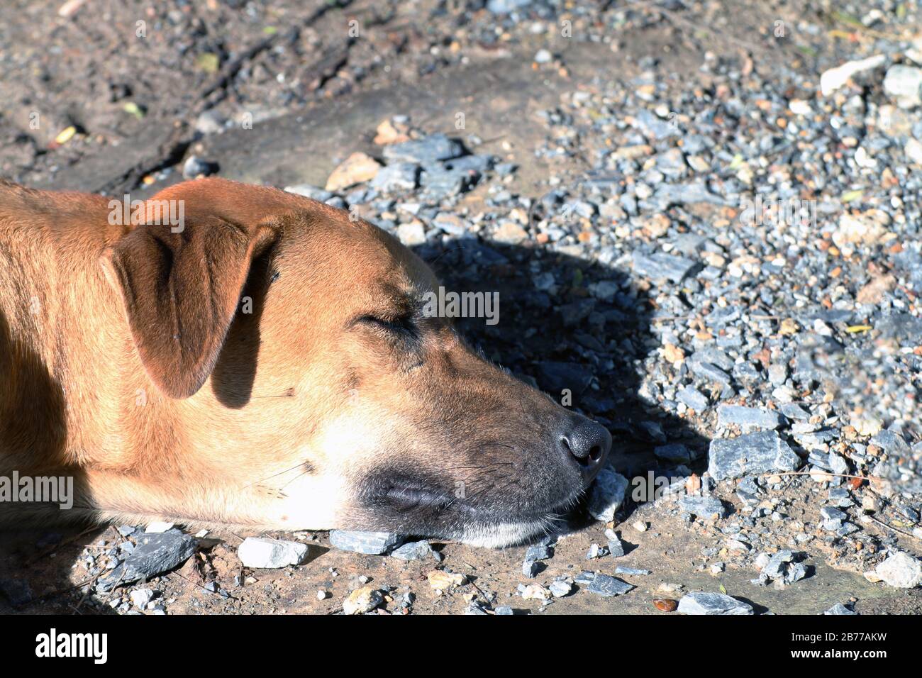 Primo piano testa del cane prendere il sole, Brown Dog dorme (sdraiato), Thai Ridgeback cane marrone asiatico Foto Stock