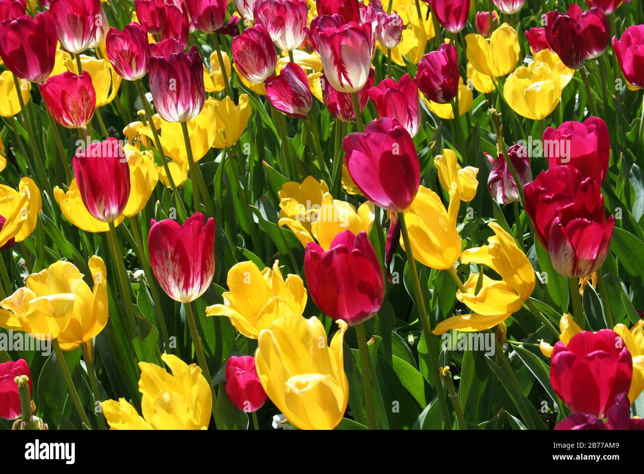 Giardino botanico reale di Sydney in primavera con aiuole di tulipani rosa e gialli (Tulipa) New South Wales, Australia. Foto Stock