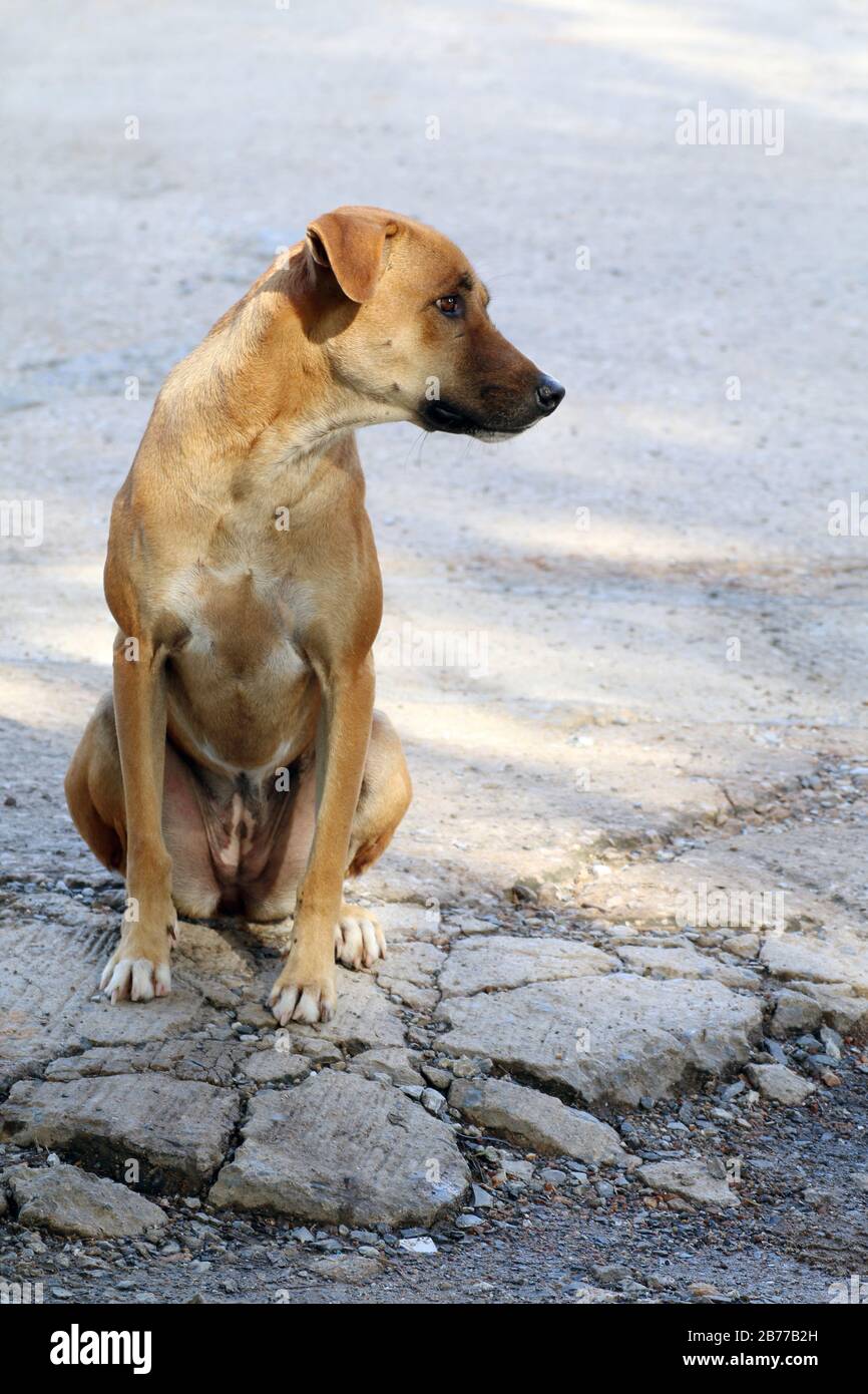 Cane marrone sano buona seduta solitaria, cane tailandese Ridgeback marrone asiatico Foto Stock