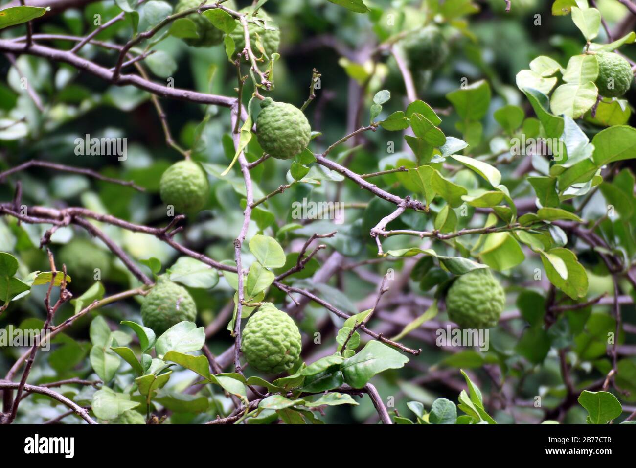 Allevamento di alberi di bergamotto, allevamento di foglie di lime di kaffir (Erba per olio di Bergamot) Foto Stock