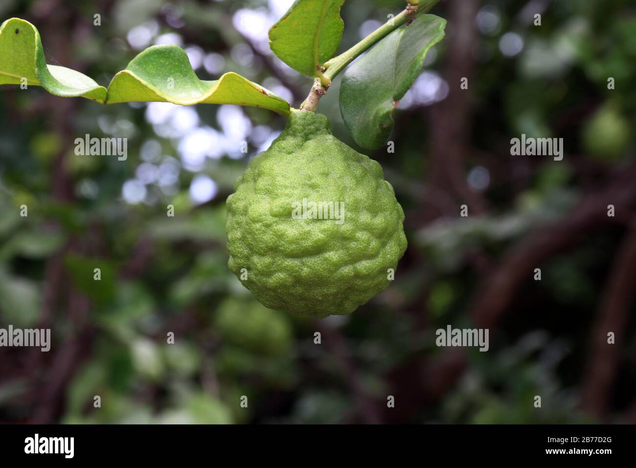 Bergamotto su chiosco fattoria albero, kaffir Lime foglia giardino Foto Stock