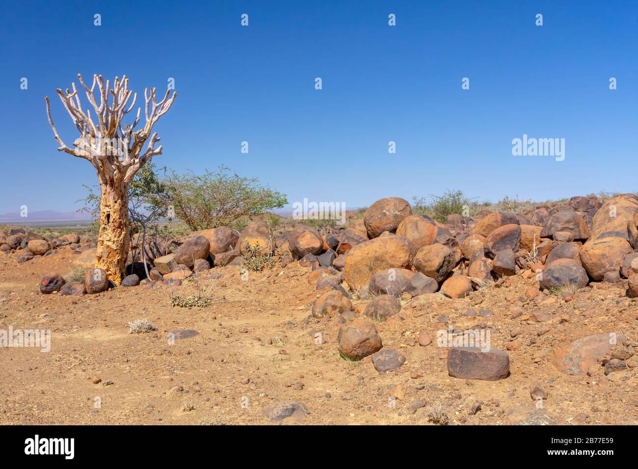 Aloidendron dicotomum, Aloe dicotoma, l'albero del cavolo o kocurboom, specie di pianta succulenta, indigena all'Africa del Sud, e parti del Sud Foto Stock