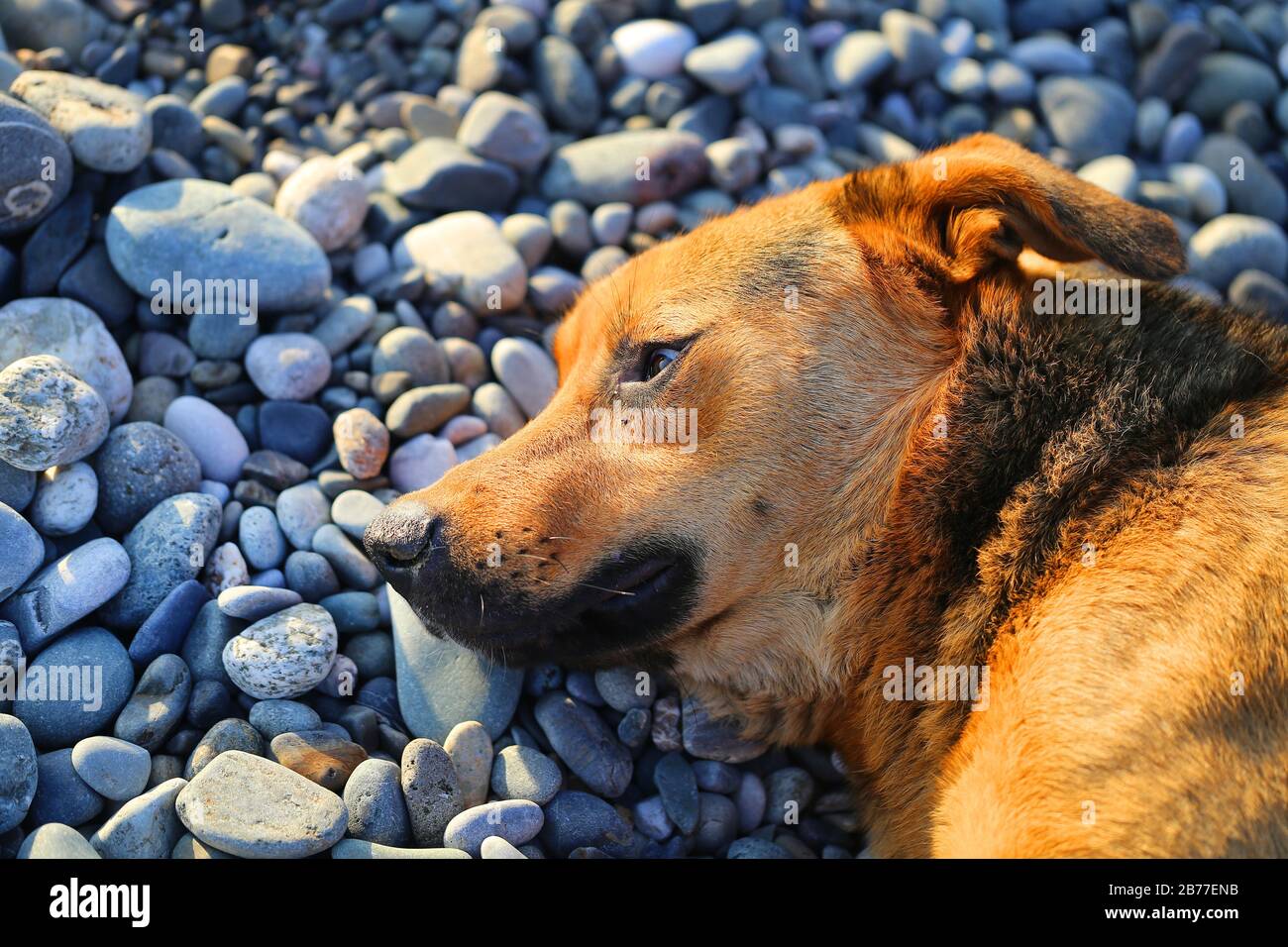 Foto ritratto di un cane arancione sulla spiaggia Foto Stock