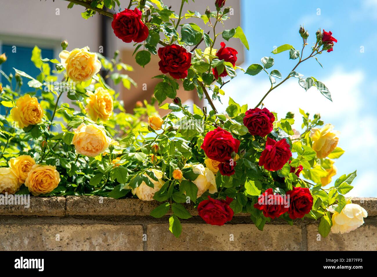 cespuglio rosa rosso in fiore su uno sfondo cielo blu. Spazio per il testo. Foto Stock