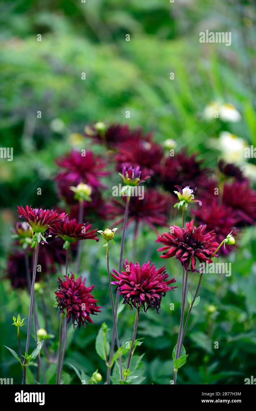 Dalia nera fiore immagini e fotografie stock ad alta risoluzione - Alamy