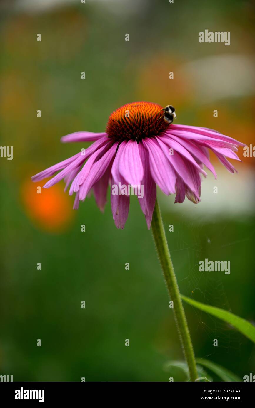 Echinacea purpurpurea magnus, violaceo coneflower, coneflowers, fiore, fiori, piante ritratti, perenni, bumble ape alimentare, animali selvatici friendly, RM Floral Foto Stock