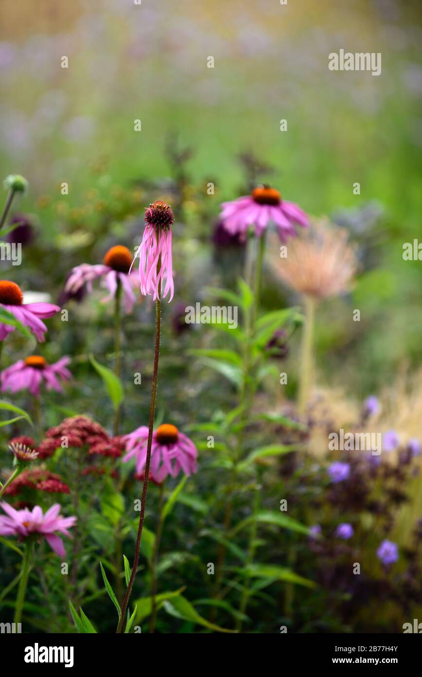 Echinacea pallida, coneflower viola pallido, coneflowers, fiore, fiori, ritratti di piante, perenni, confine misto, combinazione di piantagione mista, RM Floral Foto Stock