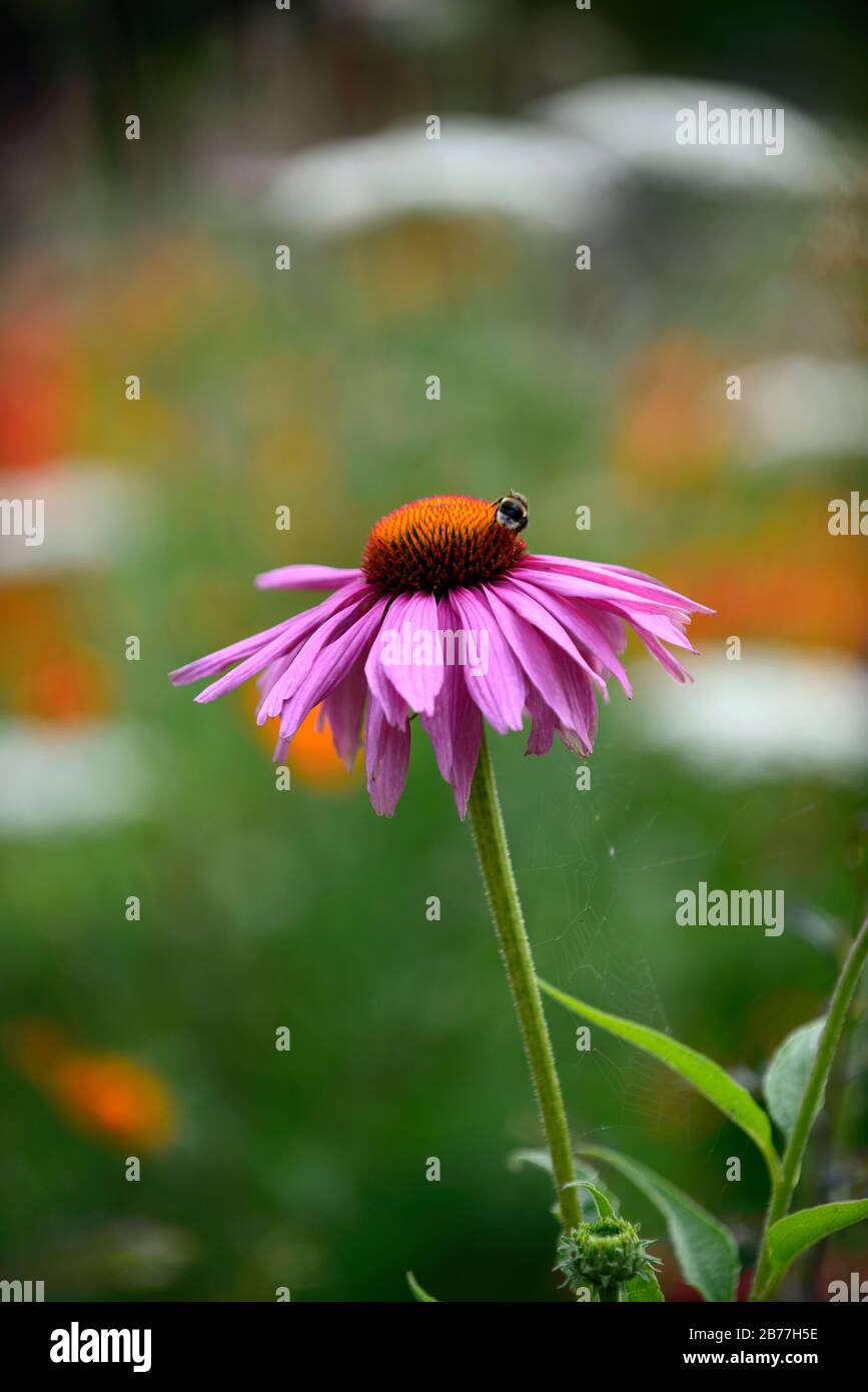 Echinacea purpurpurea magnus, violaceo coneflower, coneflowers, fiore, fiori, piante ritratti, perenni, bumble ape alimentare, animali selvatici friendly, RM Floral Foto Stock
