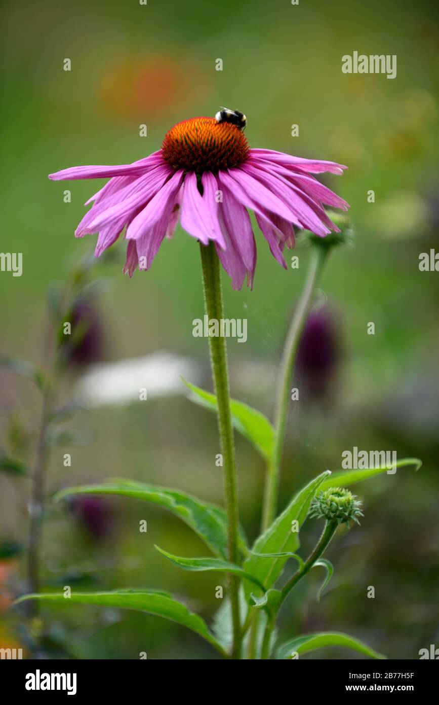 Echinacea purpurpurea magnus, violaceo coneflower, coneflowers, fiore, fiori, piante ritratti, perenni, bumble ape alimentare, animali selvatici friendly, RM Floral Foto Stock