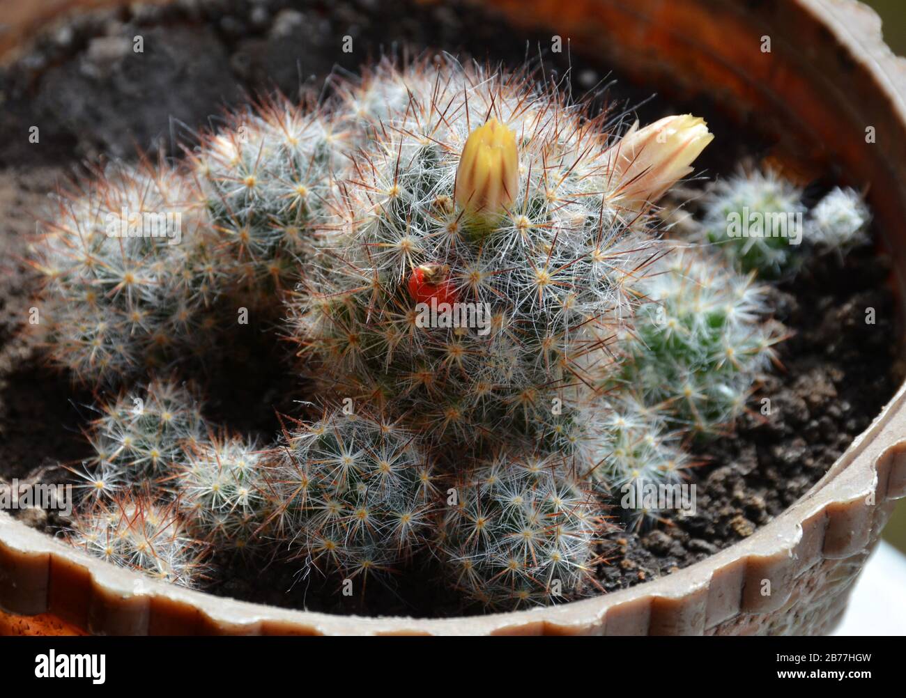 Fiore giallo brillante e frutti rossi di Mammillaria elongata (cactus ladyfinger).cactus ladyfinger fruttato. Foto Stock