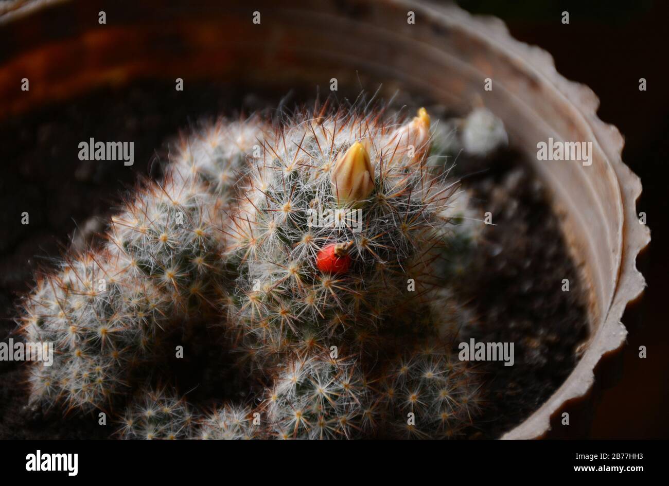 Fiore giallo brillante e frutti rossi di Mammillaria elongata (cactus ladyfinger).cactus ladyfinger fruttato. Foto Stock