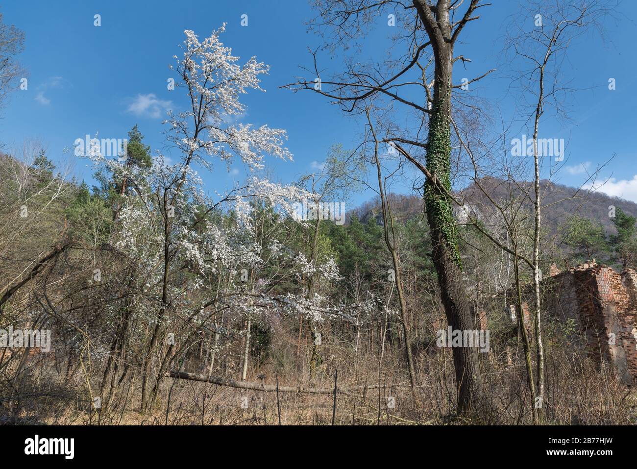 La primavera sta arrivando. Contrasto tra la vegetazione invernale e le prime piante fiorite. Concetto di primavera e cambiamento. Ciliegio selvatico (prunus avium) Foto Stock